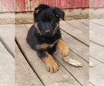 Small Photo #8 German Shepherd Dog Puppy For Sale in DURANGO, CO, USA