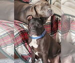 Small #2 Boxer Mix