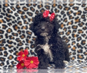 Aussiedoodle Miniature Puppy for sale in LAKELAND, FL, USA