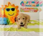 Small Photo #4 Goldendoodle Puppy For Sale in ALTUS, OK, USA