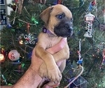 Puppy 10 Bullmastiff