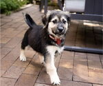 Small #3 Mutt