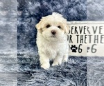 Small #3 Maltipoo