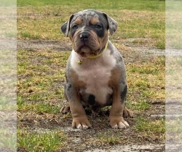 Medium Photo #1 American Bully Puppy For Sale in SAN DIEGO, CA, USA