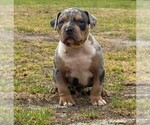 Small American Bully