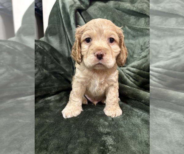 Medium Photo #1 Cocker Spaniel Puppy For Sale in LEANDER, TX, USA