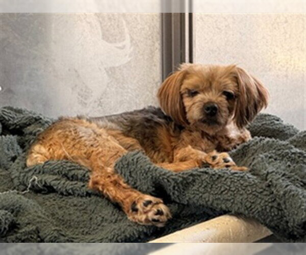 Medium Photo #1 Mutt Puppy For Sale in Downey, CA, USA