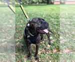 Small #1 American Staffordshire Terrier-Boxer Mix