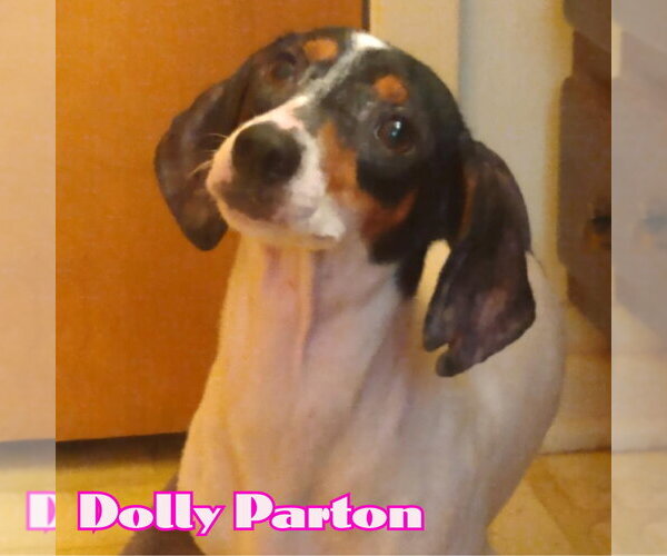 Medium Photo #7 Dachshund Puppy For Sale in San Antonio, TX, USA