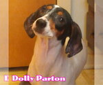 Small #6 Dachshund