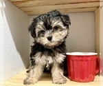 Small #7 Morkie