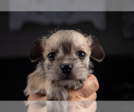 Small Photo #12 Schnauzer (Miniature) Puppy For Sale in PENSACOLA, FL, USA