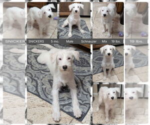 Mutt Dogs for adoption in Mesa, AZ, USA