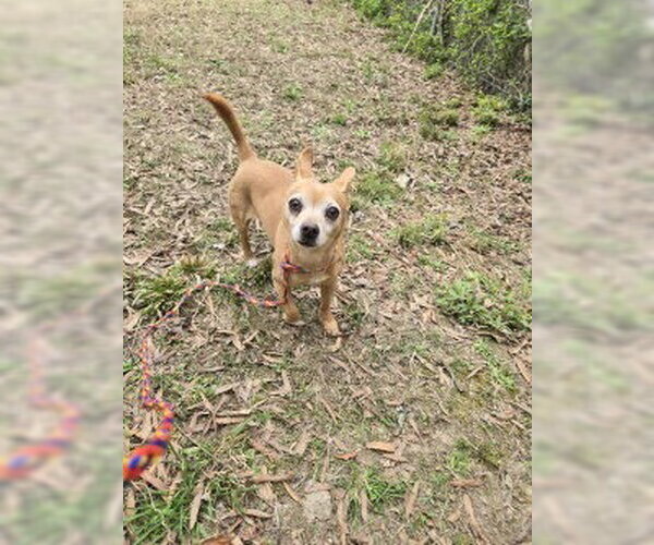 Medium Photo #4 Chihuahua Puppy For Sale in Glen Allen, VA, USA
