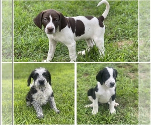 Aussiedoodle-German Shorthaired Pointer Mix Puppy for sale in CAMPSPRINGS, KY, USA