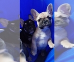Small Photo #5 French Bulldog Puppy For Sale in MANHATTAN, NY, USA
