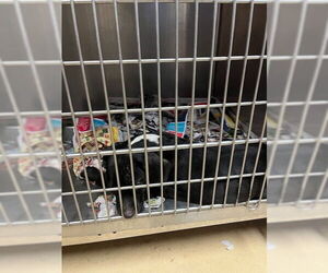 Labrador Retriever-Unknown Mix Dogs for adoption in Lacombe, LA, USA