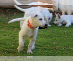 Small #1 German Shepherd Dog