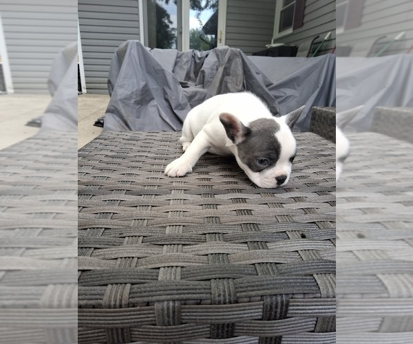 Medium Photo #15 French Bulldog Puppy For Sale in ASHLAND, OH, USA