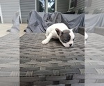 Small #4 French Bulldog