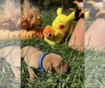 Small #4 Labrador Retriever