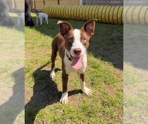 Mutt Dogs for adoption in Boston, MA, USA