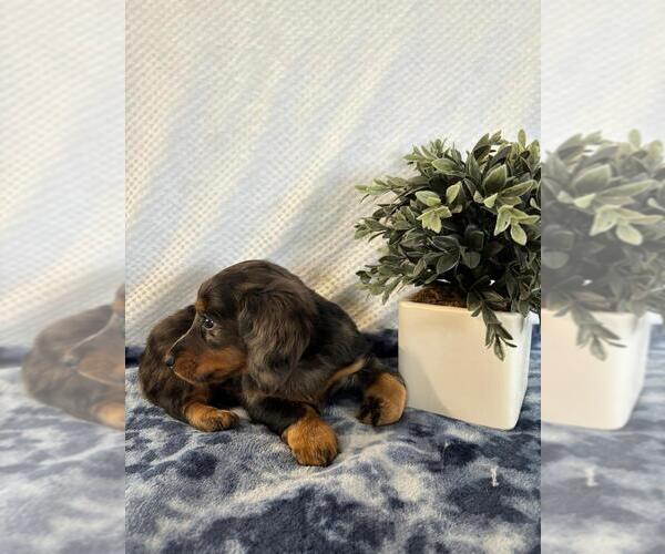 Medium Photo #4 Dachshund Puppy For Sale in LOOGOOTEE, IN, USA