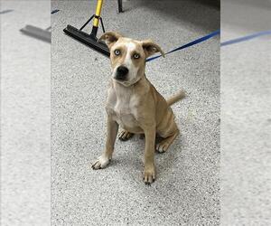 Carolina Dog-Unknown Mix Dogs for adoption in Conroe, TX, USA