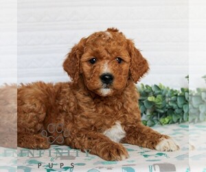 Goldendoodle (Miniature) Puppy for sale in LITITZ, PA, USA