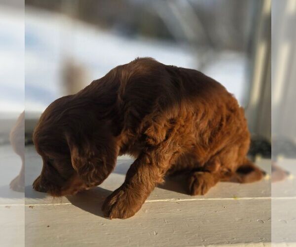 Medium Photo #2 Irish Doodle (Miniature) Puppy For Sale in NEW HOLLAND, PA, USA