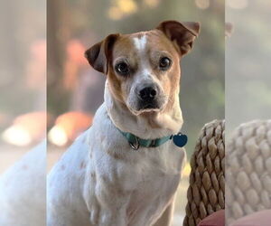 Jack-A-Bee Dogs for adoption in Boonton, NJ, USA