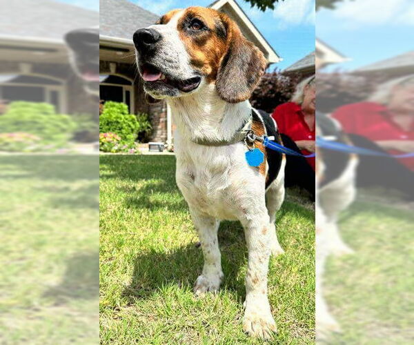 Medium Photo #5 Bagle Hound Puppy For Sale in Deepwater, NJ, USA