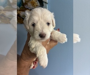 Schnauzer (Miniature) Puppy for sale in NORTH FORT MYERS, FL, USA