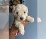 Image preview for Ad Listing. Nickname: Annie