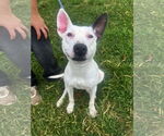 Small #5 Bull Terrier Mix