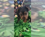 Small Photo #9 Yorkshire Terrier Puppy For Sale in AKRON, OH, USA