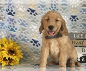 Golden Retriever Puppy for sale in LANCASTER, PA, USA