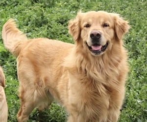 Father of the Golden Retriever puppies born on 07/18/2022