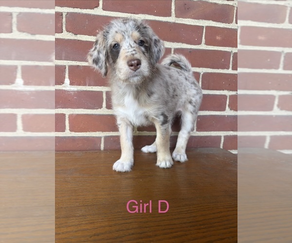 Medium Photo #1 Aussiedoodle Puppy For Sale in DAYTON, OH, USA