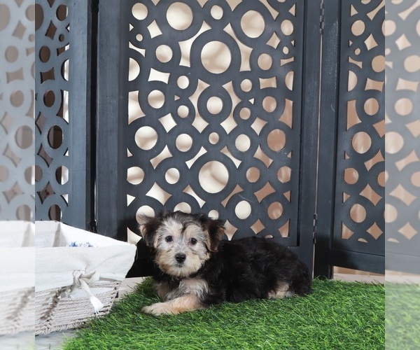 Medium Photo #4 Yo-Chon Puppy For Sale in MOUNT VERNON, OH, USA