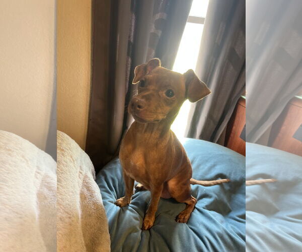 Medium Photo #4 Miniature Pinscher-Unknown Mix Puppy For Sale in Oakhurst, NJ, USA