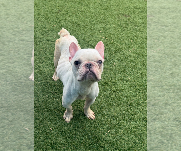 Medium Photo #2 French Bulldog-Unknown Mix Puppy For Sale in Andover, MN, USA