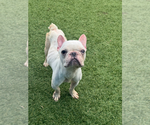 Small #1 French Bulldog Mix
