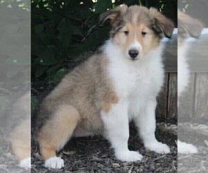 Collie Puppy for sale in FREDERICKSBURG, OH, USA
