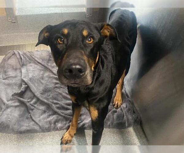 Medium Photo #1 Doberman Pinscher-Unknown Mix Puppy For Sale in Orange, CA, USA