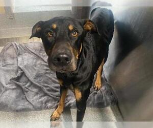 Doberman Pinscher-Unknown Mix Dogs for adoption in Orange, CA, USA