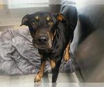 Small Doberman Pinscher Mix