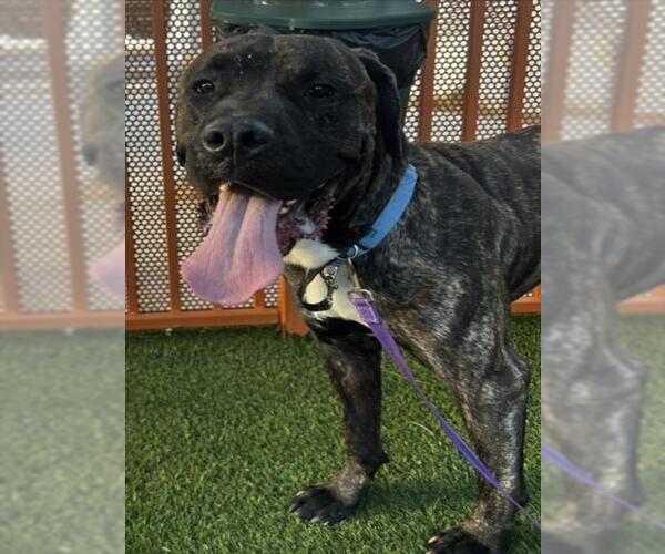 Medium Photo #2 Mastiff-Unknown Mix Puppy For Sale in Las Vegas, NV, USA
