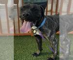 Small #1 Mastiff Mix