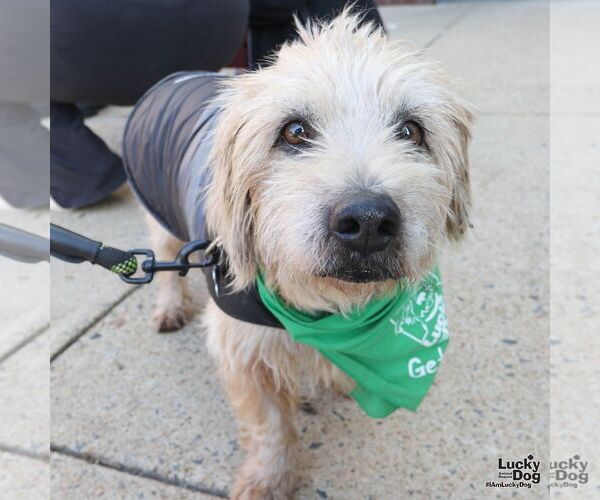 Medium Photo #1 Unknown-Wheaten Terrier Mix Puppy For Sale in Washington, DC, USA